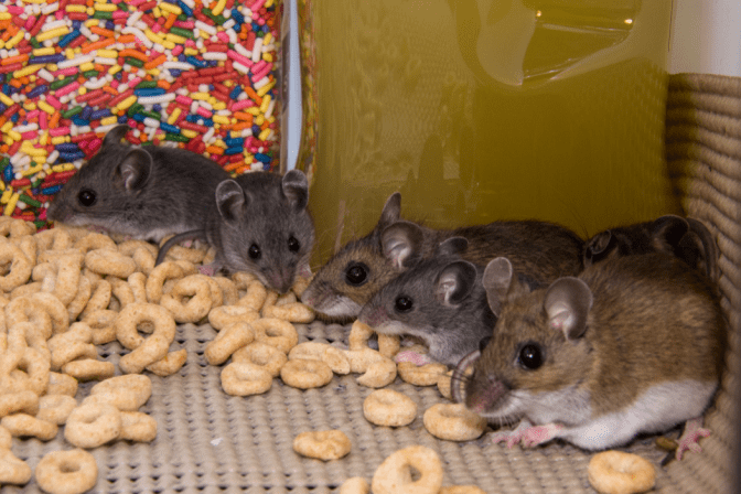 Hoarding 3 Years From Now Mice Eating Food
