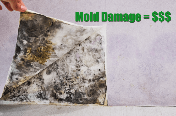 Your House is Destroyed mold damage